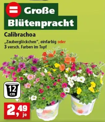 Thomas Philipps Calibrachoa Angebot