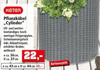 Thomas Philipps Keter Pflanzkübel Cylinder Angebot