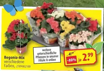 ROLLER Begonia Mix Angebot