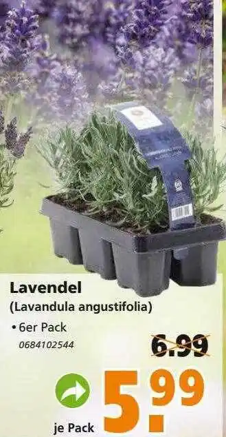 Globus Baumarkt Lavendel Angebot