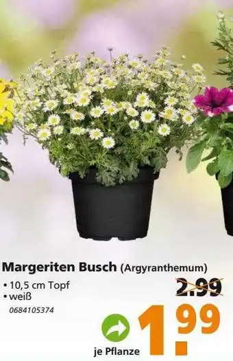 Globus Baumarkt Margeriten Busch Angebot