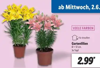 Lidl Viele Farben Gartenlilien Angebot