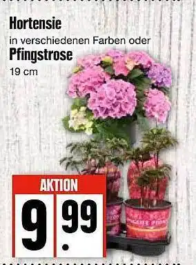 Edeka Hortensie Oder Pfingstrose Angebot