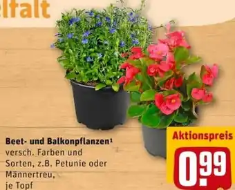 REWE City Beet- und Balkonpflanzen Angebot