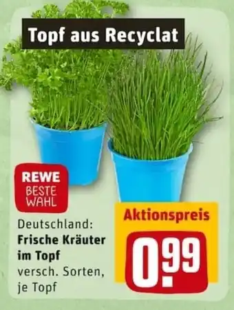 REWE City Deutschland: Frische Kräuter im Topf Angebot