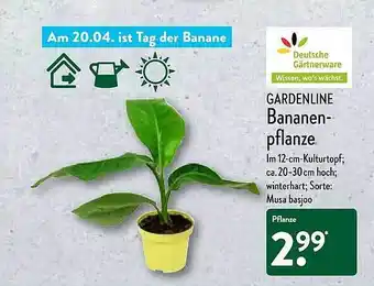 Aldi Nord Gardenline Bananenpflanze Angebot