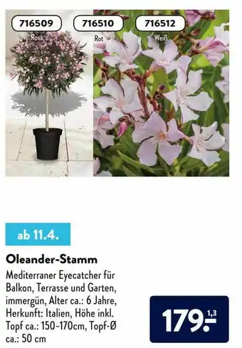 Aldi Nord Oleander-stamm Angebot