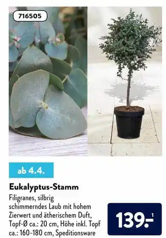 Aldi Nord Eukalyptus-stamm Angebot