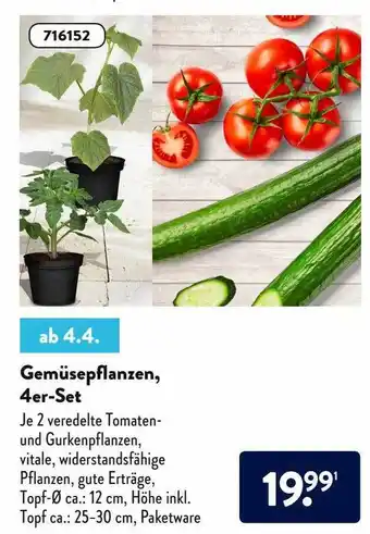 Aldi Nord Gemüsepflanzen 4er-set Angebot