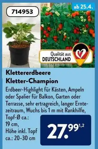 Aldi Süd Klettererdbeere Kletter-champion Angebot