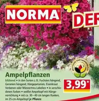 Norma Ampelpflanzen Angebot