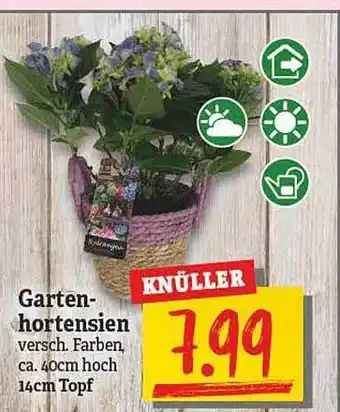 NP Discount Garten Hortensien Angebot