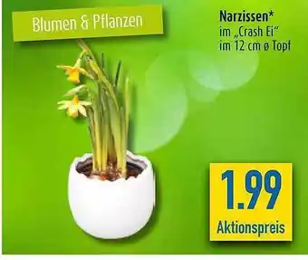 diska Narzissen Angebot