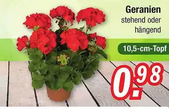 Zimmermann Geranien Stehend Oder Hängend Angebot