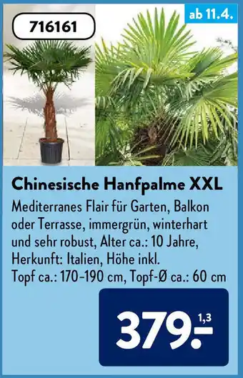 Aldi Süd Chinesische Hanfpalme XXL Angebot