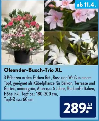 Aldi Nord Oleander Busch Trio XL Angebot