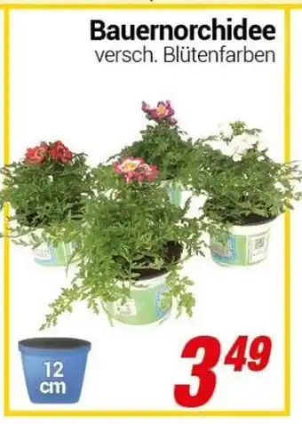 CENTERSHOP Bauernorchidee Angebot