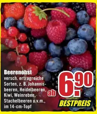 B1 Discount Baumarkt Beerenobst Angebot