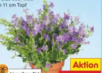 Netto Marken-Discount Glockenblume Angebot