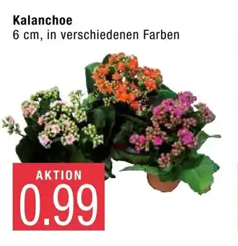 Marktkauf Kalanchoe Angebot