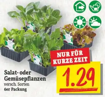 NP Discount Salat oder Gemüsepflanzen 6er Packung Angebot