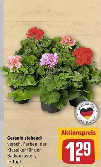 REWE Geranie Stehend Angebot