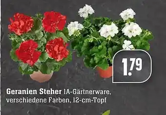 Edeka Geranien Steher Angebot