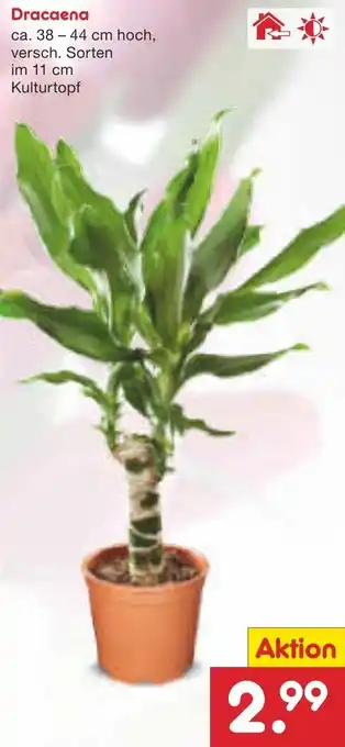 Netto Marken-Discount Dracaena Angebot