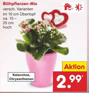 Netto Marken-Discount Blühpflanzen Mix Angebot