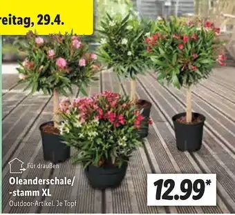 Lidl Oleanderschale Stamm Xl Angebot