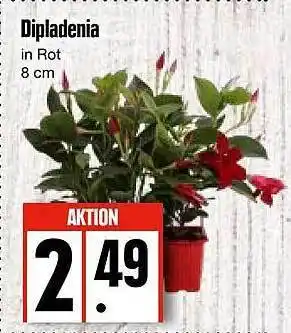 Edeka Dipladenia Angebot