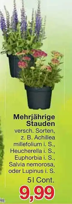 Jawoll Mehrjährige Stauden Angebot