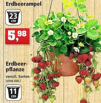 Thomas Philipps Erdbeer-pflanze Angebot