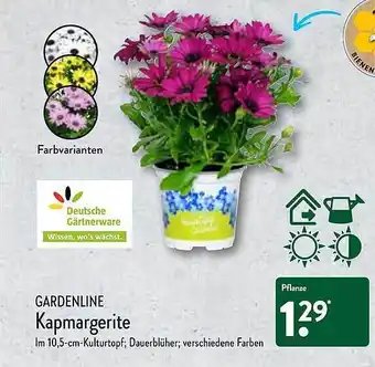 Aldi Nord Kapmargerite Angebot