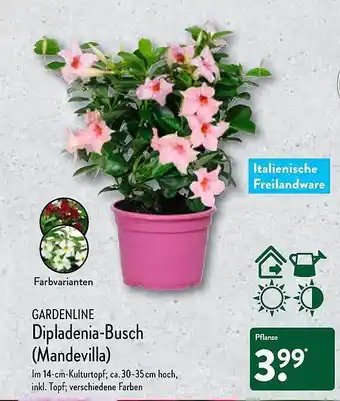 Aldi Nord Dipladenia Busch Mandevilla Angebot