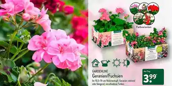 Aldi Nord Geranien Fuchsien Angebot
