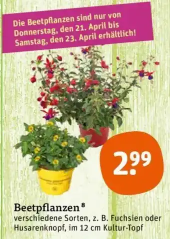 tegut Beetpflanzen Angebot