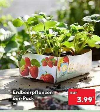 Kaufland Erdbeerpflanzen Angebot