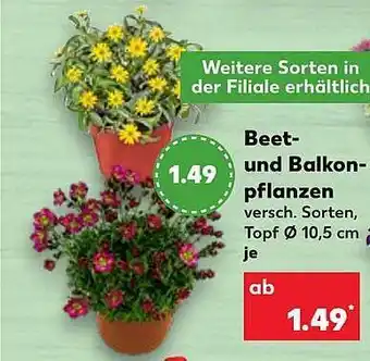 Kaufland Beet Und Balkon Pflanzen Angebot