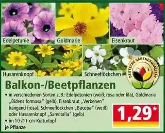 Norma Balkon- Beetpflanzen Angebot