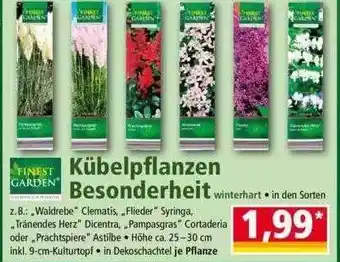 Norma Finest Garden Kübelpflanzen Besonderheit Angebot