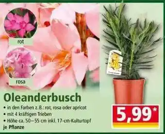 Norma Oleanderbusch Angebot