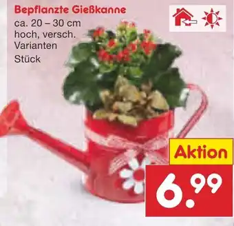 Netto Marken-Discount Bepflanzte Gieẞkanne 20-30cm Angebot