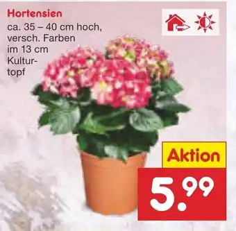 Netto Marken-Discount Hortensien 35-40 cm hoch Angebot