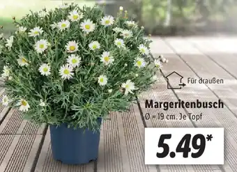 Lidl Margeritenbusch Angebot