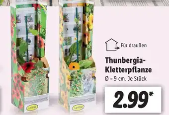 Lidl Thunbergia Kletterpflanze Angebot