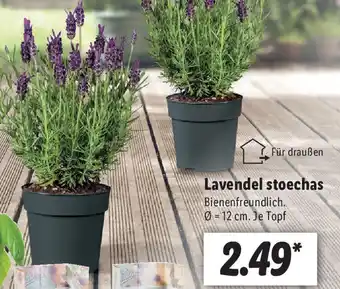 Lidl Lavendel stoechas Angebot