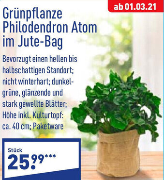 Aldi Nord Grünpflanze Philodendron Atom im Jute Bag Angebot