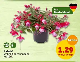 PENNY Fuchsie Angebot