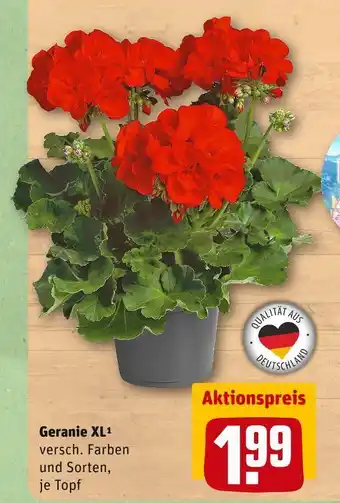 REWE Geranie xl Angebot